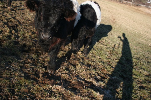 Reporting from the field - Galloways.