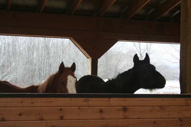 Curious foals at Crossen Arabians in Coventry.