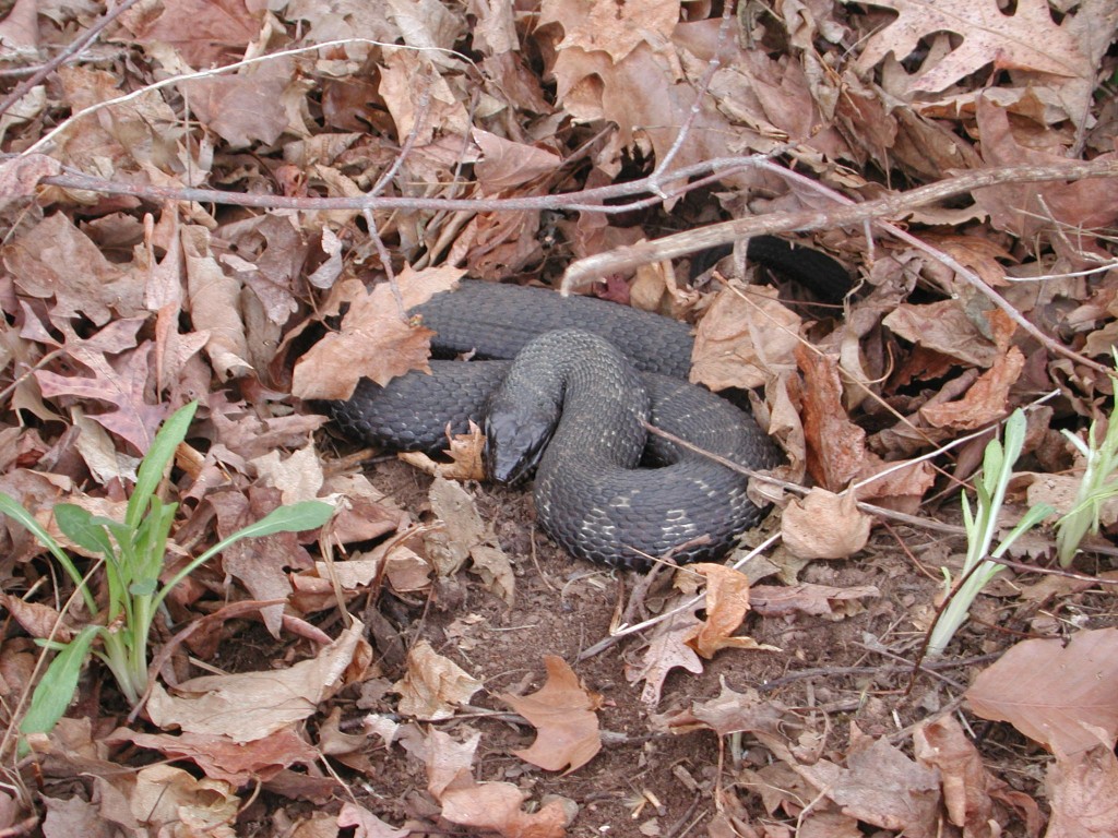A spring sunning, in Connecticut, near a stream.