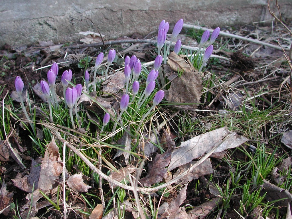 Crocus