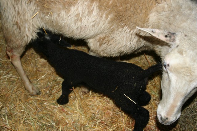 Timeless beauty - a black lamb and its momma.