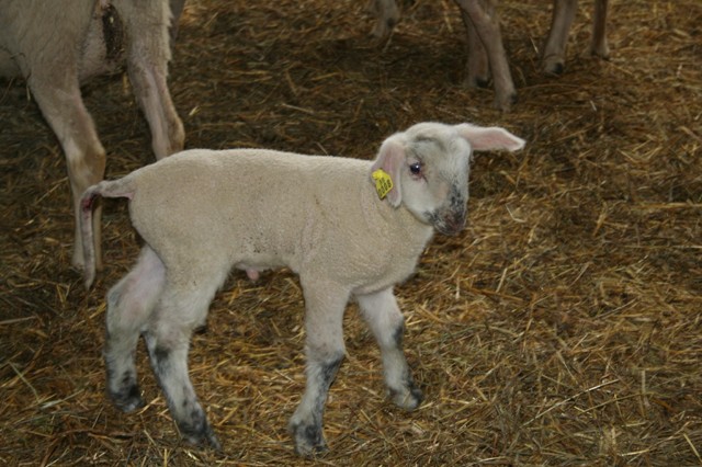 A lamb tries out the world at Beaver Brook Farms.