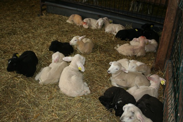 A whole crop of young 'uns, dozing and resting.
