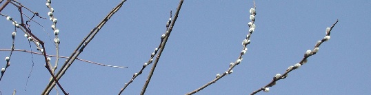 Spring in the country means early signs like the quiet beauty of catkins of pussywillows.