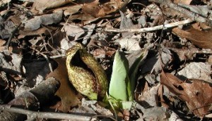 The snouts of skunk cabbage are unfolding. In many places, the leaves are already unfurled.