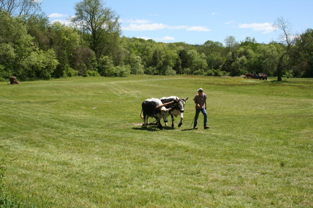 A timeless scene - Jacob Bowen and his team at Waldo Farm.