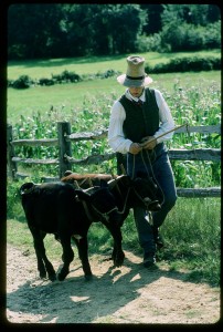 Edward and Henry, oxen, in training at Old Sturbridge Village, photograph by Thomas Neill, courtesy OSV