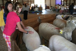 People remember what they touch and see and taste. Meeting shorn sheep at the Connecticut Sheep And Wool Festival.