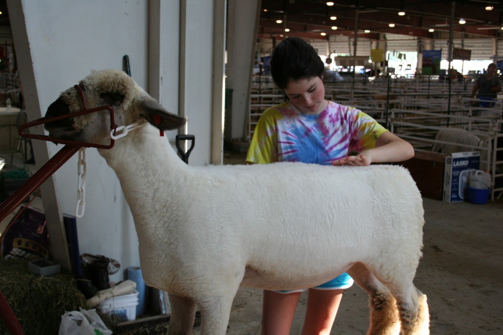 If you have ever raised livestock, you can appreciate the work it takes to groom an animal to this level. Just beautiful.