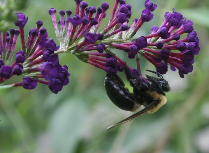 This bumblebee worked a butterfly bush bloom. Nearby, bumblees and honeybees shared tomato blossoms. Photo by Chris Brunson