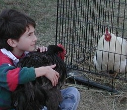 A boy and his hen