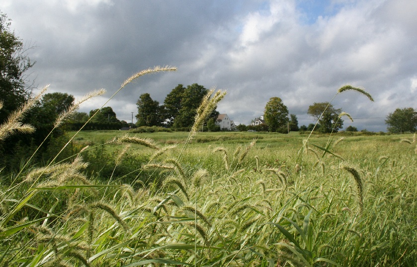 Golden waves of grain