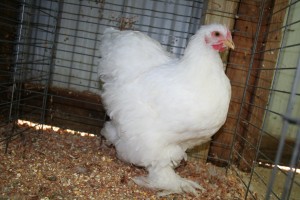 Pretty Marsha Marshmallow, shown by Stephanie Lutz.