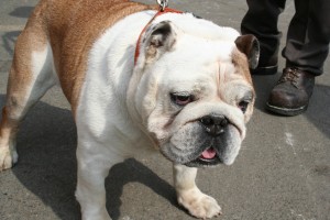 Bulldog Harley at The Big E. Photo, Moo Dog Press