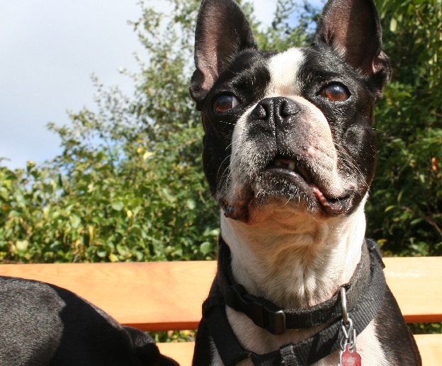 Mister Moo Dog