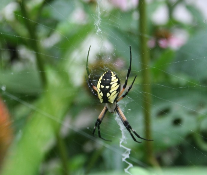 Orb web spider adorns a garden like a jewel. September is a month for spiders, New England asters, cool mornings that set the stage for the change of season.
