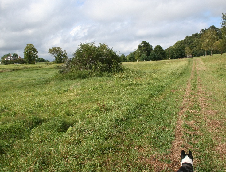 Out for a walk where the cows once roamed