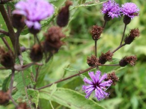 September asters