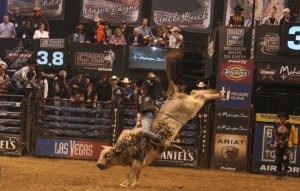 Bull rider at a PBR event. Want to learn how to ride one yourself? A Connecticut business offers an opportunity. Check it out yourself at this link.