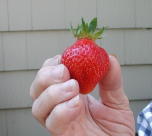 Real, local, better. And we know where to find the tiny, tasty, wild ones too.