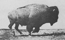 Muybridge's landmark photographic series captures the movement of the bison, a native North American species. Now yarn with bison down blended with cotton and wool is available from Still River Mill in Connecticut - 'In a world of global trade, it is important to revisit what treasures are available to us right here at home. This wonderfully textured yarn consists of an organic naturally colored cotton by Sally Fox, American Buffalo down, combined with a fine Merino wool.'