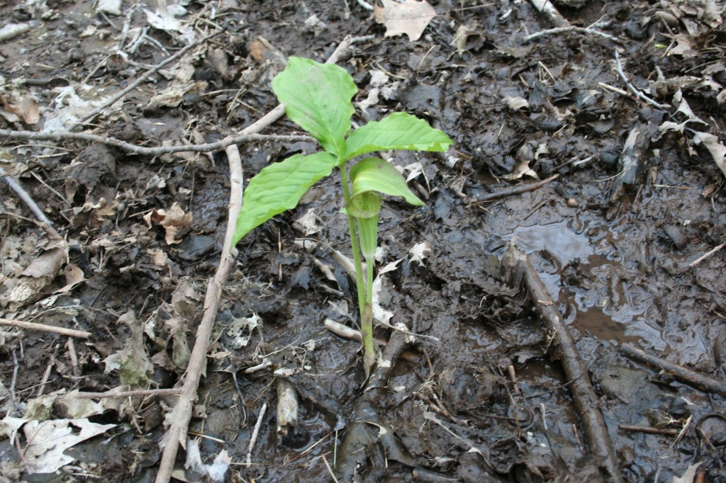 Jack in the pulpit © Moo Dog Press LLC